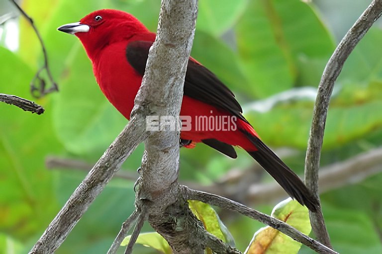 Com ar e piscina, a 120m da praia de Itamambuca
