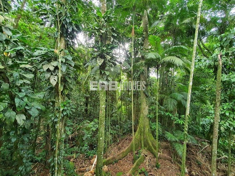 Casa dentro da Mata Atlântica, com todo o conforto da vida m