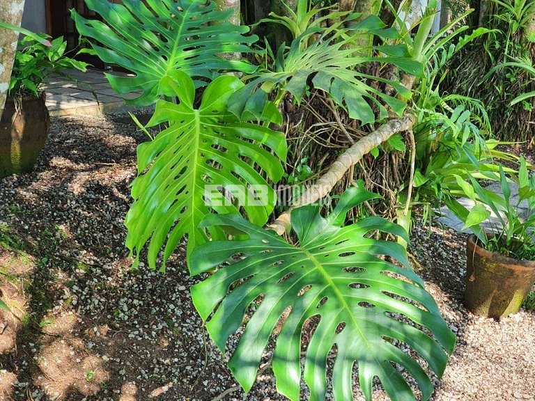 Casa com 6 dormitórios para 14 pessoas em Itamambuca
