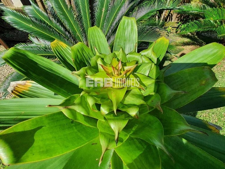 Casa para locação de temporada em Itamambuca, Ubatuba