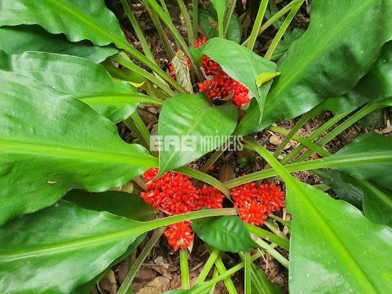 Casa com 8 suítes na Praia de Itamambuca, Ubatuba