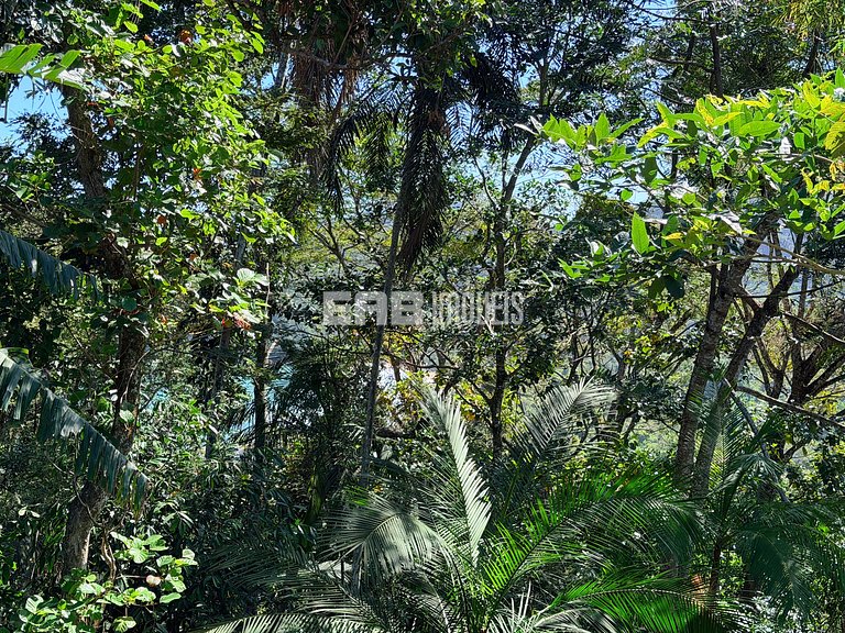 Estar entre o mar e a mata