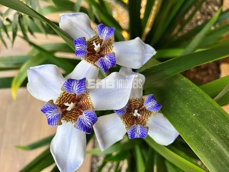 4 suítes, área gourmet e piscina