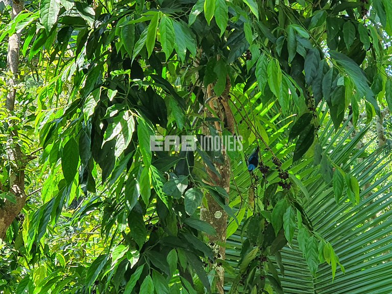 Refúgio entre a Mata e o Mar