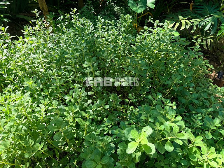 Bangalô da Mata Atlântica